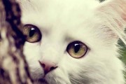 娱乐吃瓜酱桂花猫,揭秘娱乐圈那些不为人知的幕后故事